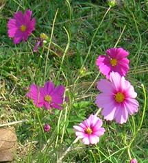 cosmos flowers photo by V. Coskrey